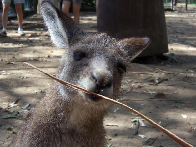 Обои картинки фото животные, кенгуру