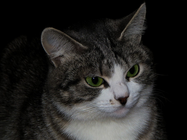 Обои картинки фото животные, коты