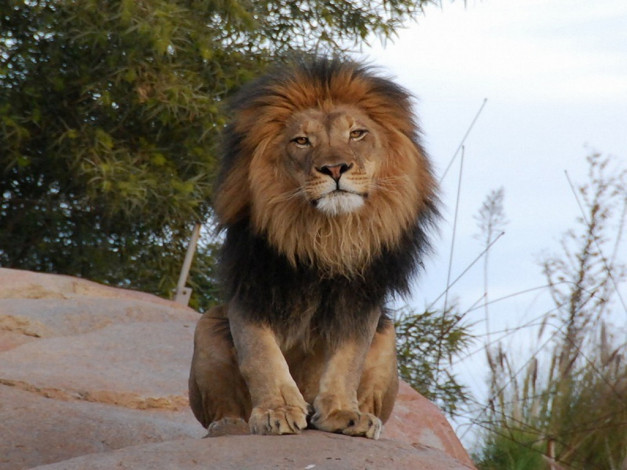 Обои картинки фото животные, львы
