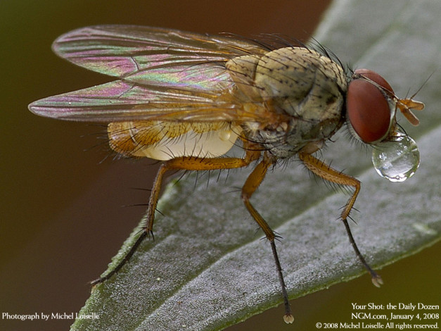 Обои картинки фото животные, насекомые