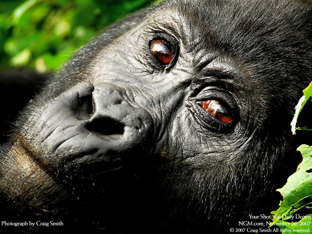 Обои картинки фото животные, обезьяны