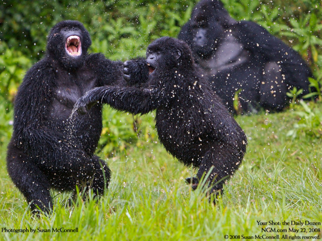 Обои картинки фото животные, обезьяны
