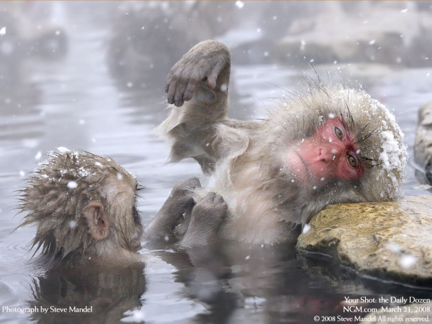 Обои картинки фото животные, обезьяны