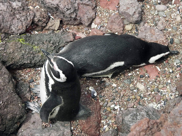 Обои картинки фото животные, пингвины