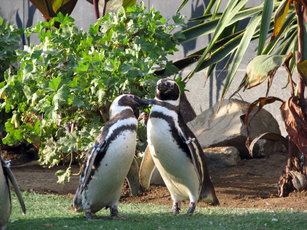 Обои картинки фото животные, пингвины