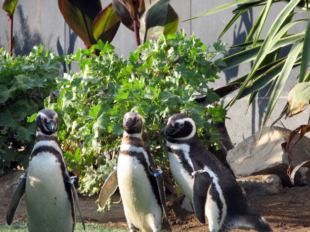 Обои картинки фото животные, пингвины