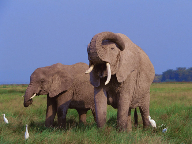 Обои картинки фото животные, разные, вместе