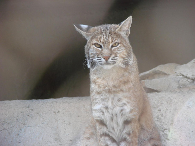 Обои картинки фото животные, рыси