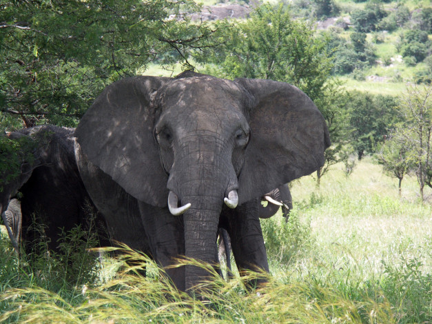 Обои картинки фото животные, слоны