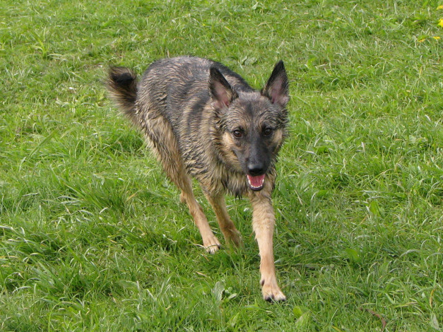 Обои картинки фото животные, собаки