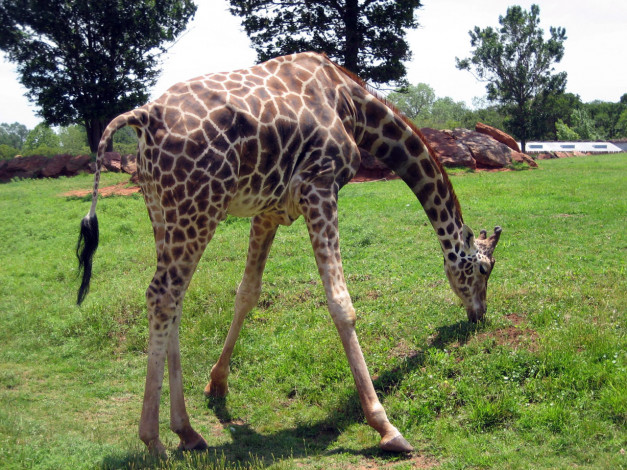 Обои картинки фото животные, жирафы