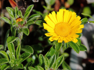 Картинка цветы календула