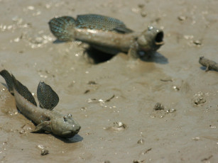 Картинка животные рыбы