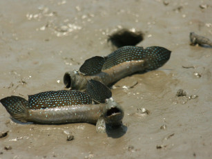 обоя животные, рыбы