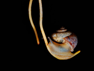 Картинка животные улитки