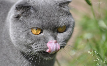 Картинка животные коты