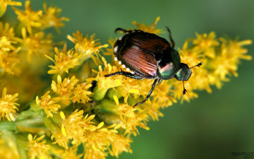 Картинка животные насекомые