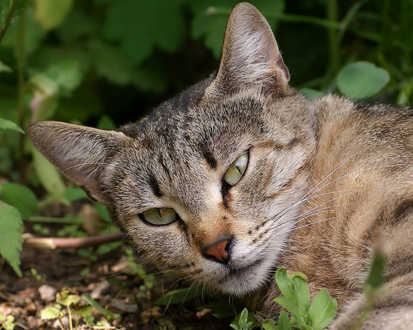 Обои картинки фото авт, memoria, животные, коты