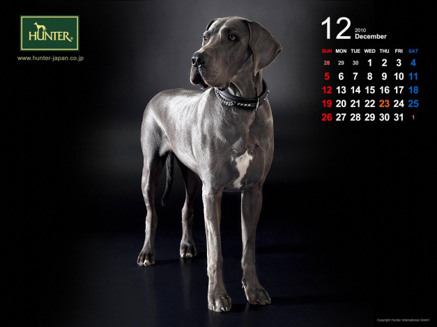 Обои картинки фото бренды, hunter