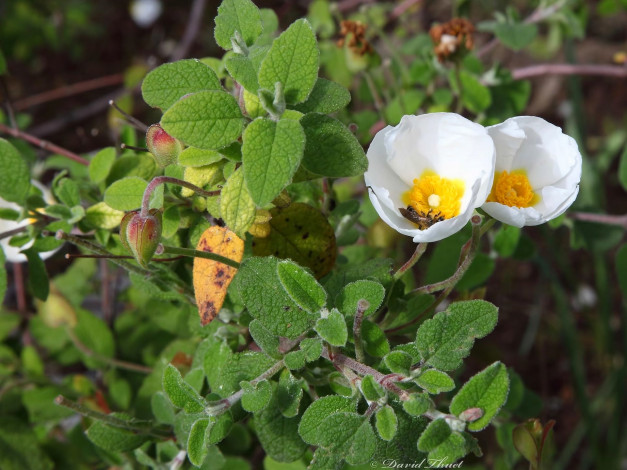 Обои картинки фото цветы