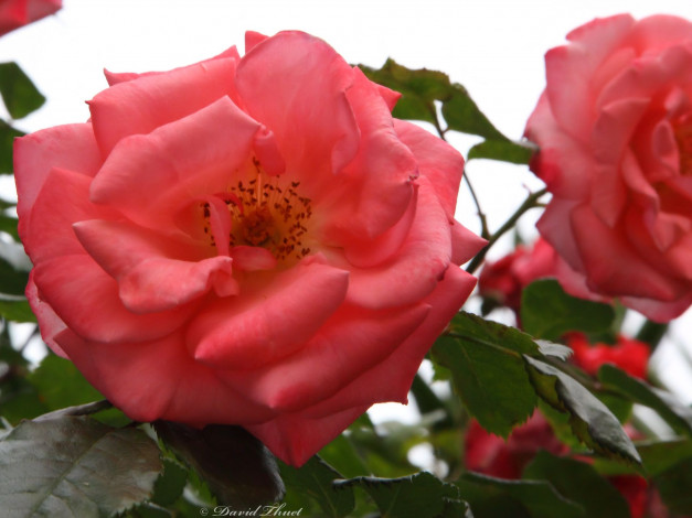 Обои картинки фото цветы, розы