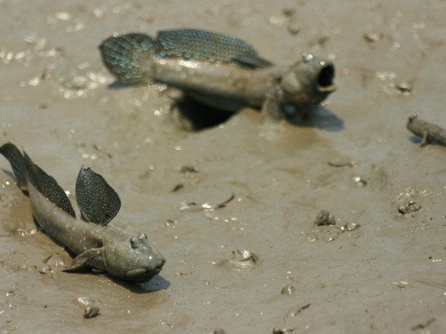 Обои картинки фото животные, рыбы