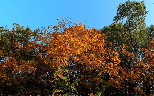 Обои картинки фото природа, деревья