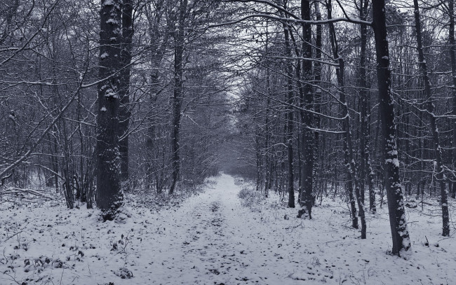 Обои картинки фото природа, зима