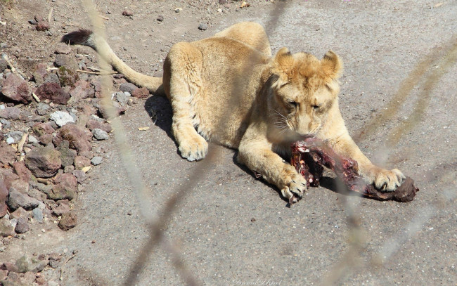 Обои картинки фото животные, львы