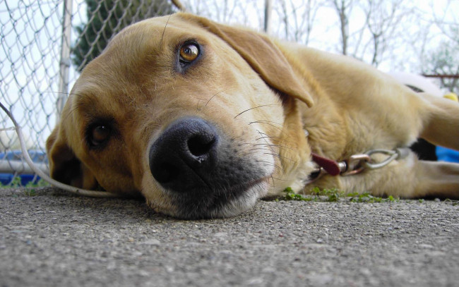 Обои картинки фото животные, собаки