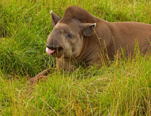 Картинка животные тапиры трава