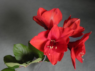 Картинка цветы листья