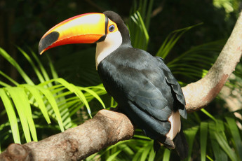 Картинка тукан животные туканы черное оперение