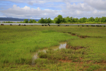 Картинка животные коровы буйволы озеро трава стадо