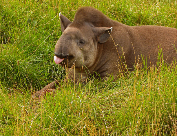 Обои картинки фото животные, тапиры, трава