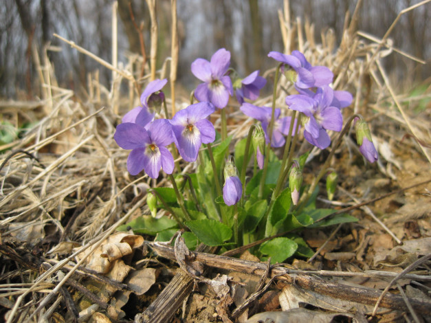 Обои картинки фото цветы, фиалки, фиалка