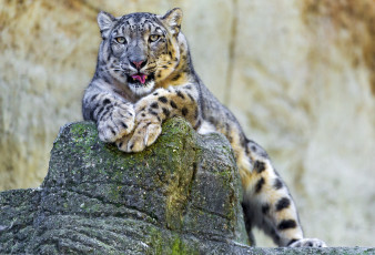 обоя животные, снежный, барс, ирбис, язык, камень