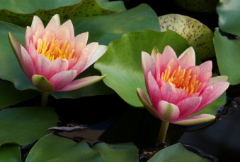 Картинка цветы лилии водяные нимфеи кувшинки розовый пара