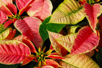 Картинка цветы пуансеттия листья