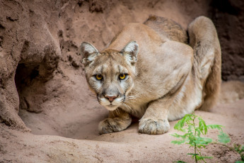 Картинка животные пумы горный лев готовность настороженность