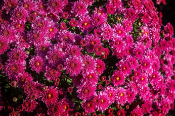 Картинка цветы хризантемы малиновый много