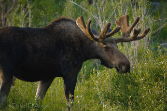 Картинка животные лоси рога