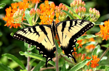 Картинка животные бабочки крылья цветы