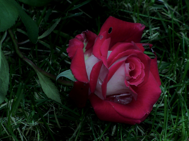 Обои картинки фото цветы, розы, трава