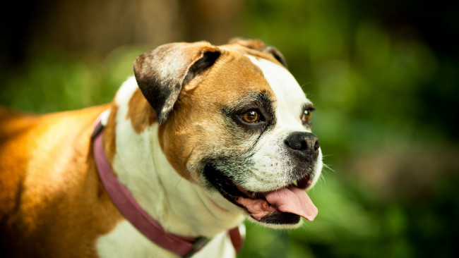 Обои картинки фото животные, собаки, собака