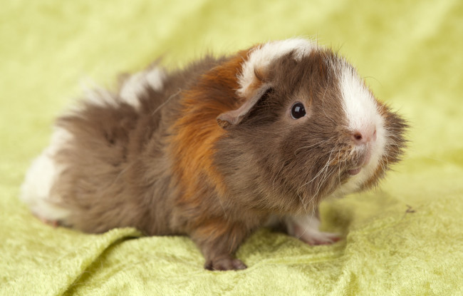 Обои картинки фото животные, морские, свинки, хомяки, пестрый, лохматый