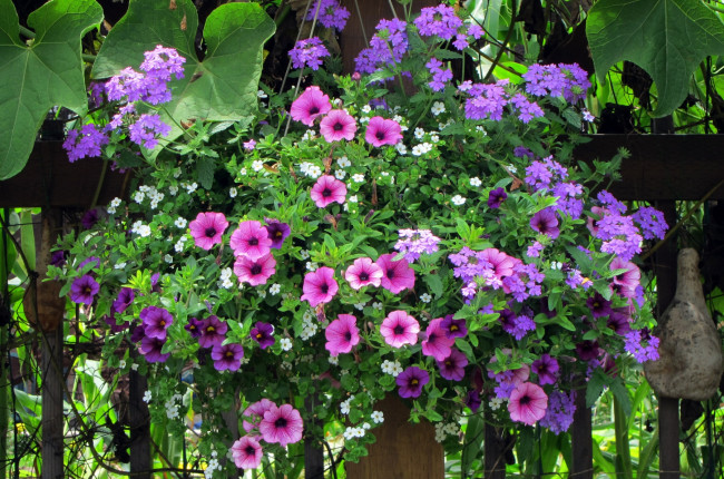 Обои картинки фото цветы, разные, вместе, петуния, вербена