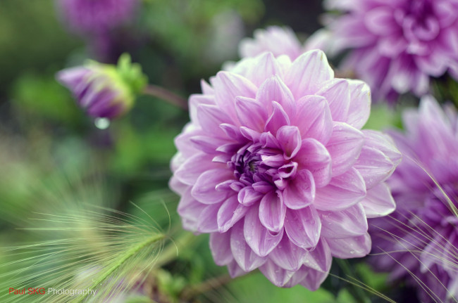 Обои картинки фото цветы, георгины, розовый