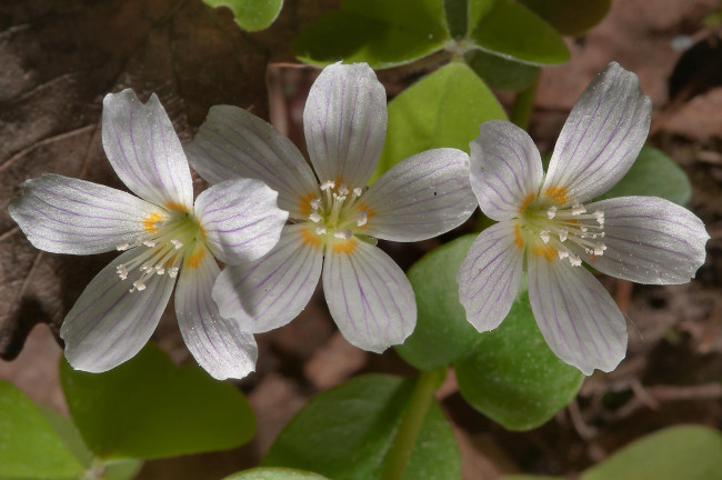 Обои картинки фото цветы, луговые, полевые, лепестки