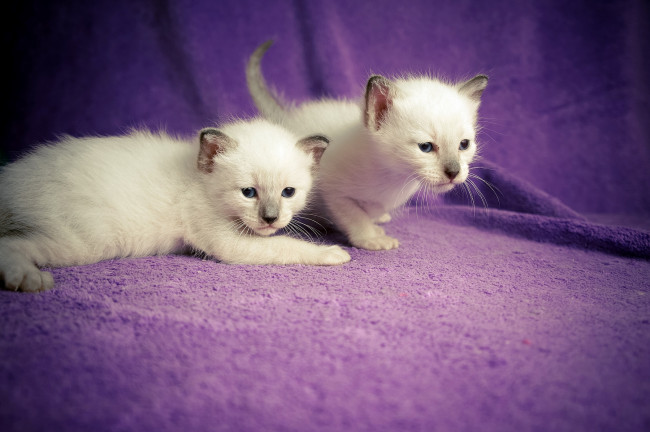 Обои картинки фото животные, коты, пушистики, котята